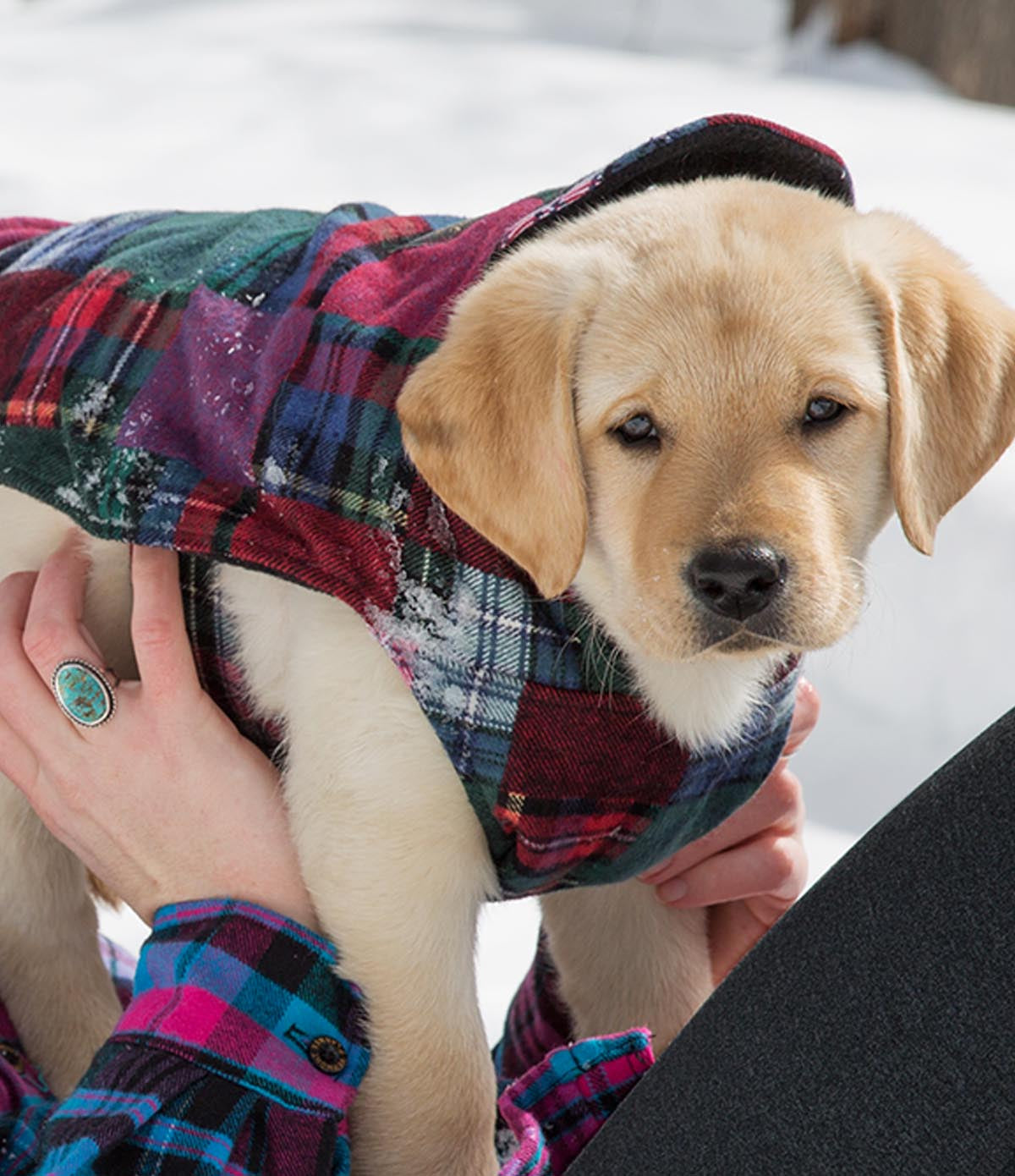 Flannel Dog Jacket