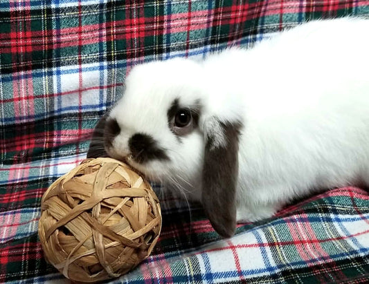 Happy Easter Folks!