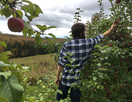 Orchards in Flannel