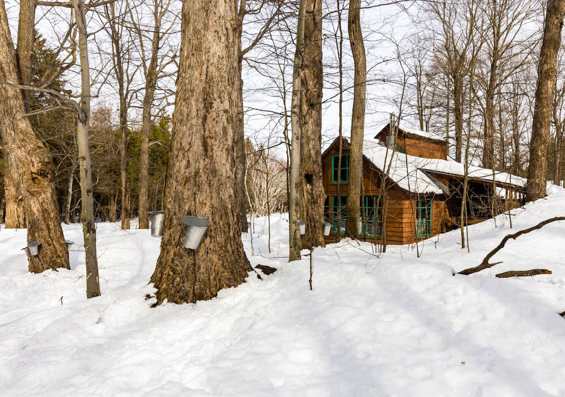 Maple Season in Vermont: The Sweetest Time of Year