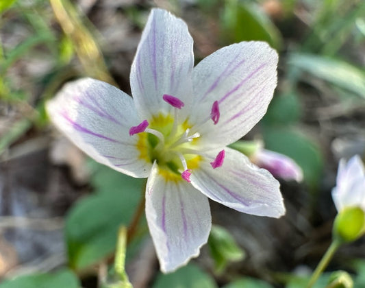 Spring in Vermont: Waterfalls, Wildflowers & More