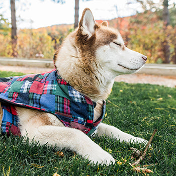 Illustration of Flannel Safety Tips For Dog Owners
