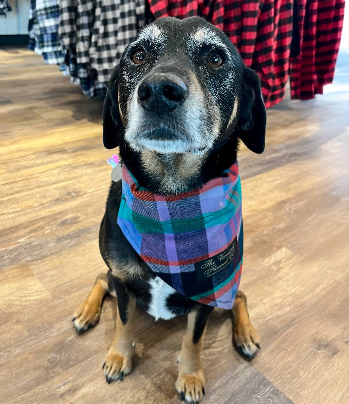Flannel Dog Bandana – Garden Island | Colorful Vermont Comfort