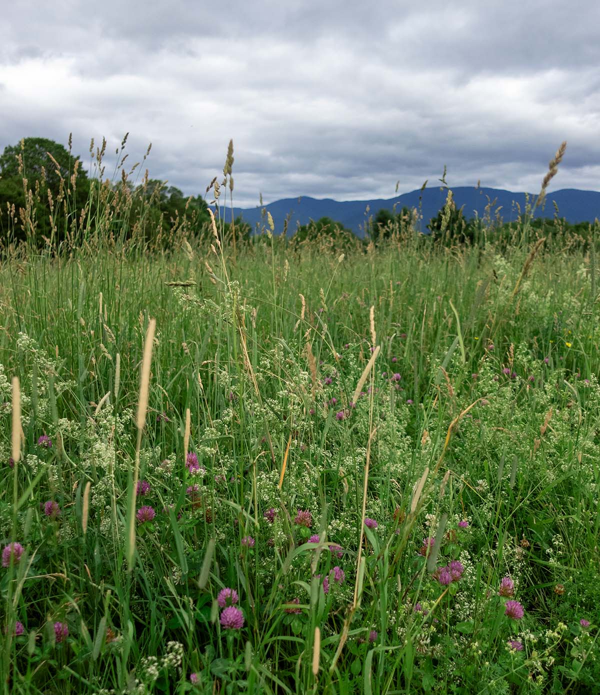 SLAYTON PASTURE