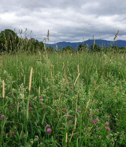 SLAYTON PASTURE