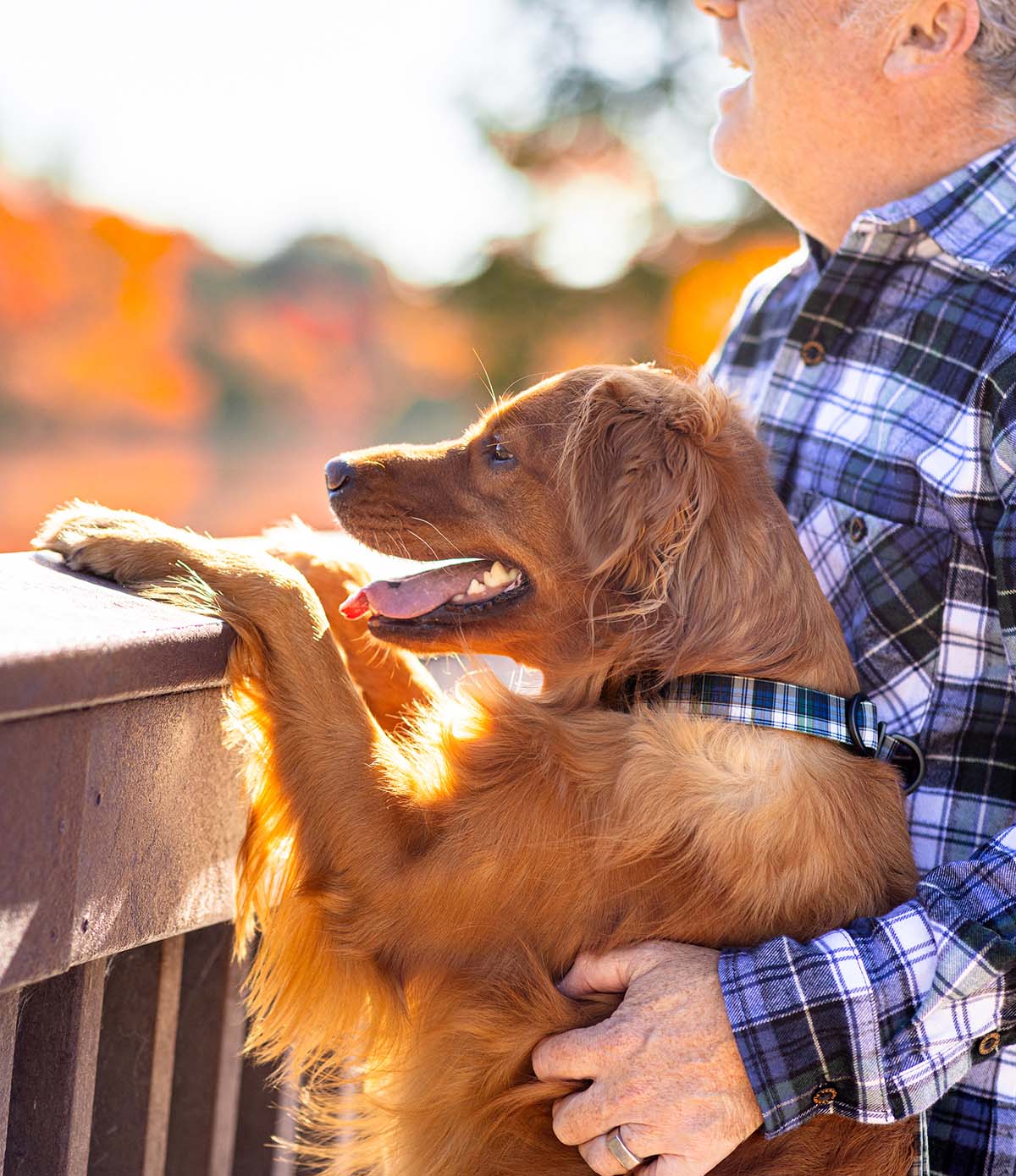 Everyday Dog Collar - Campbell