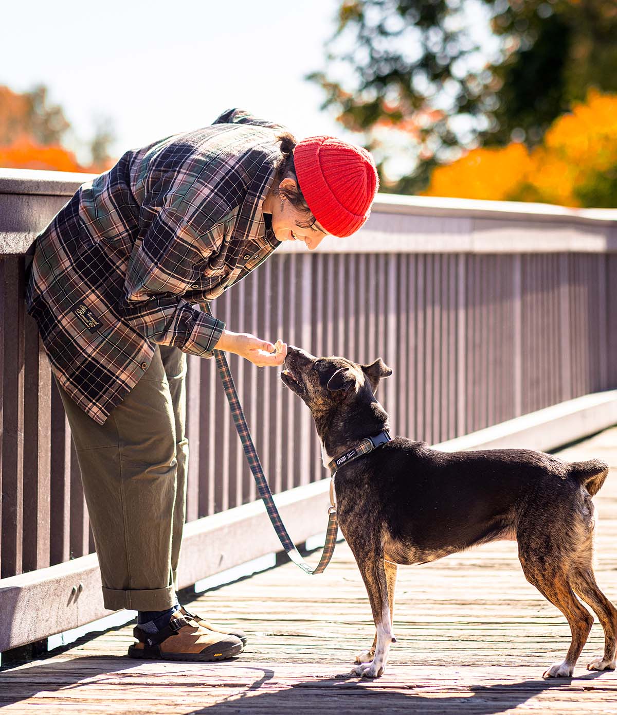 Everyday Dog Collar - Earth