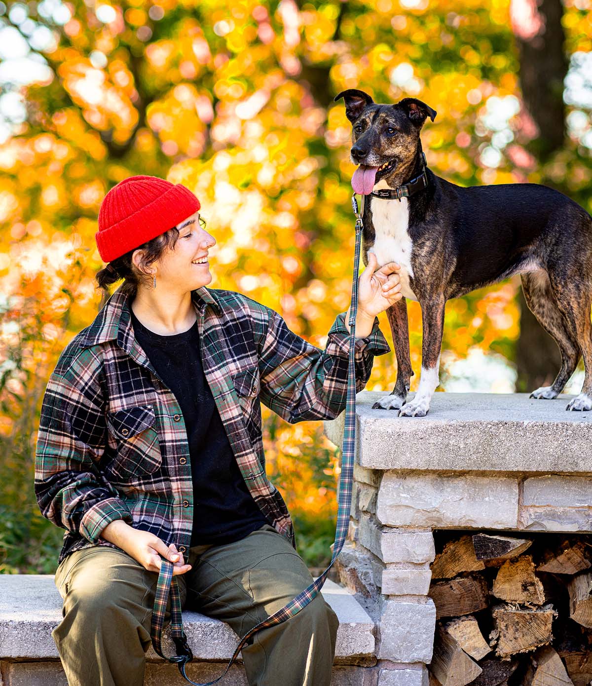 Everyday Dog Collar - Earth