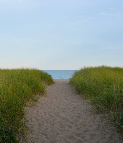 BEACH PINE